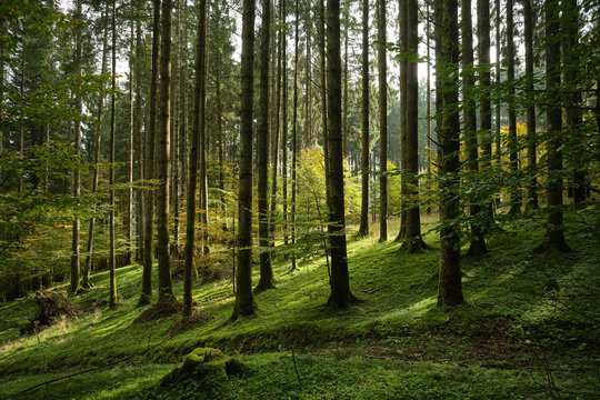 Bosco del Cansiglio in autunno