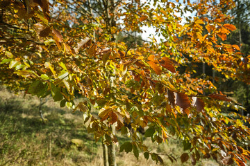 Foglie ingiallite in autunno