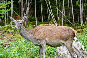 Surprised deer eating grass in the forest