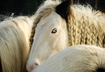Gypsy Horse -  Koń cygański