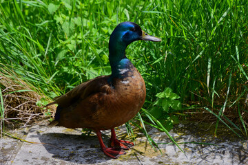 Sehr schön gefärbte Ente im Sonnenschein - Very beautiful coloured duck in sunshine