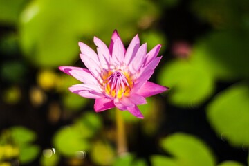 Pink lotus water lily in the pond. Sunny day