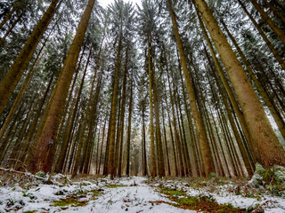 Fototapete bei efototapeten.de bestellen   