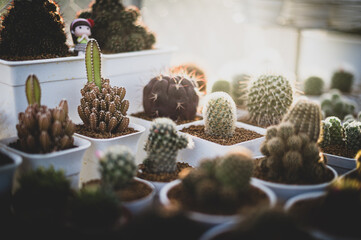 Closeup of cactus in farm studio
