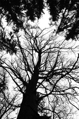 Lifelines of the forest