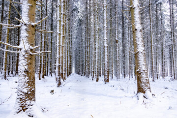 Tunneleffekt im schneebedeckten Winterwald