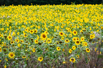 Obraz premium Large field of sunflowers in the summer