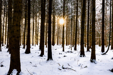 Sonnenschein im Winterwald 