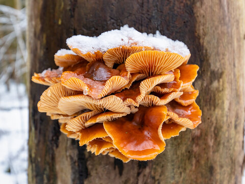 Pilze im Winter am Baumstamm mit Eis und Schnee