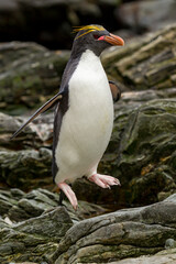 Macaroni penguin (Eudyptes chrysolophus) on the coast of South Georgia island
