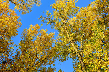 Fototapeta premium Colourful autumn leaves on trees with blue sky