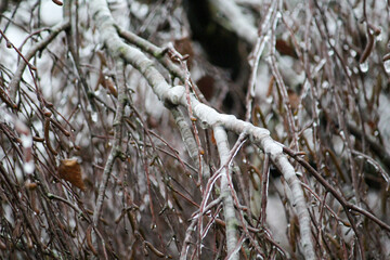 Snow and frost have enclosed the plants