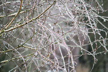 Snow and frost have enclosed the plants