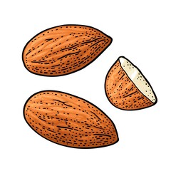 Two whole almonds nuts without shell. Vector color vintage engraving