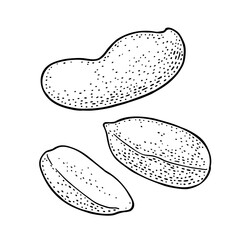 Whole and half peanut seed with and without shell. Vector engraving