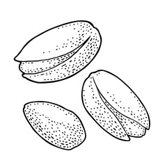 Pistachio nut with and without shell. Vector engraving vintage illustration