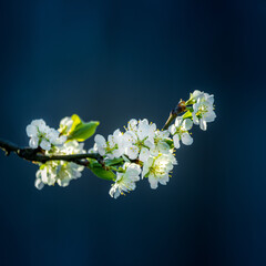 Beautiful plum tree flowers in the spring. Blossoming fruit tree. Spring scenery with flower closeup of Northern Europe.