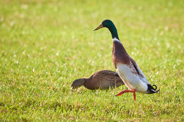 Mallard Male and female on field ( Anas platyrhynchos )