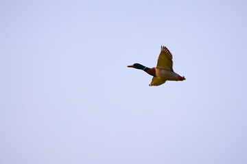 Mallard goose in flight ( Anas platyrhynchos )	
