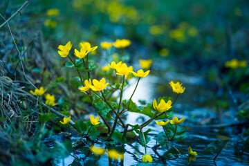 Beautiful yellow kingcups blooming in the wet ditch in spring. Caltha palustris in natural habitat. March-marigold in spring in Northern Europe woodlands.