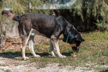 Naklejka na ściany i meble A dog with a salt strap eats a piece of meat that is tossed on the ground
