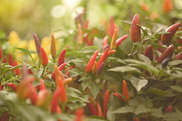 Pepper Flower Nature