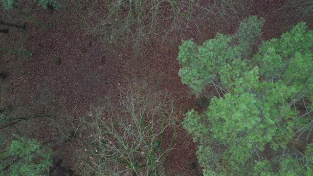 Nutzwald im Winter, Laub - und Nadelb&auml;ume aus derVogelperspektive