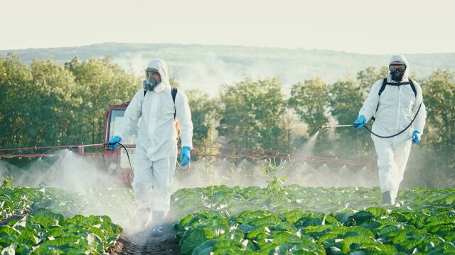 Farm Workers in Protective Suits and Respirators Spray the Plantations with Chemicals. Female Farmer Agronomist Using a Tablet Analyzes the Harvest Against the Background of Agricultural Machinery.