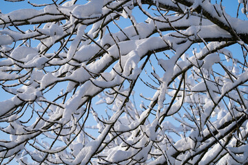 Snow-covered tree branches