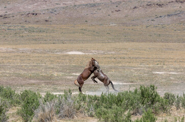 Wild Horse Stallions in the Utah Desert Fighting in Spring