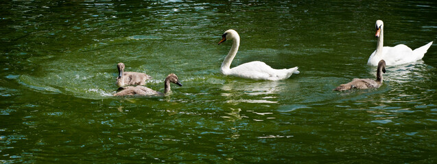 picture of  baby swans frolic under the supervision of their mother