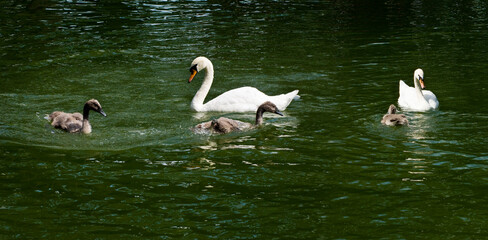 picture of  baby swans frolic under the supervision of their mother