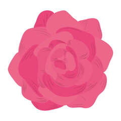 pink flower rose nature isolated icon vector