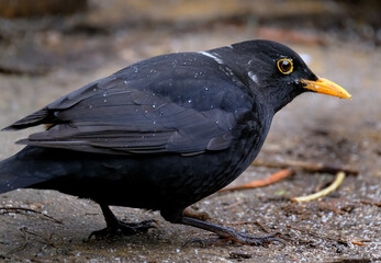 The common blackbird is a species of true thrush. It is also called the Eurasian blackbird, or simply the blackbird. Male.
