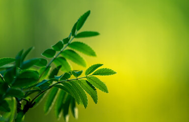 Beuatiful young rowan leaves in the spring. Natural scenery of a blooming rowan tree in Northern Europe.