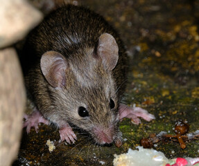 The house mouse is a small mammal of the order Rodentia, characteristically having a pointed snout, large rounded ears, and a long and hairy tail.