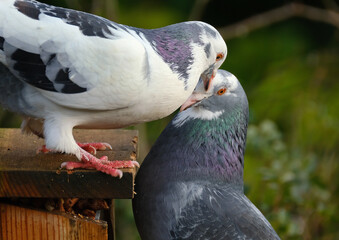 Feral pigeons, also called city doves, city pigeons, or street pigeons, are pigeons that are...