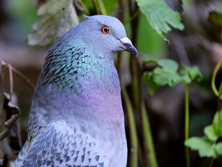 Feral pigeons, also called city doves, city pigeons, or street pigeons, are pigeons that are descended from the domestic pigeons that have returned to the wild.
