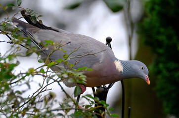 The common wood pigeon is a large species in the dove and pigeon family. It belongs to the genus Columba and, like all pigeons and doves, belongs to the family Columbidae.