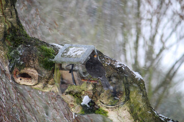 a blackbird foraging in winter