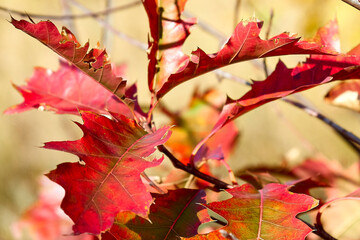 maple leaf, maple leaves, branch, autumn, fall, leaf, leaves, maple, red, yellow, tree, nature, orange, season, foliage, yellow, color, bright, colorful, forest, seasonal, park, green, texture , Brown