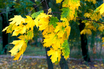 maple leaf, maple leaves, branch, autumn, fall, leaf, leaves, maple, red, yellow, tree, nature, orange, season, foliage, yellow, color, bright, colorful, forest, seasonal, park, green, texture , Brown