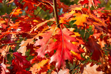 maple leaf, maple leaves, branch, autumn, fall, leaf, leaves, maple, red, yellow, tree, nature, orange, season, foliage, yellow, color, bright, colorful, forest, seasonal, park, green, texture , Brown