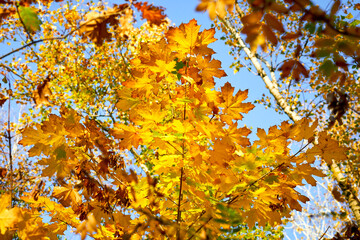 maple leaf, maple leaves, branch, autumn, fall, leaf, leaves, maple, red, yellow, tree, nature, orange, season, foliage, yellow, color, bright, colorful, forest, seasonal, park, green, texture , Brown