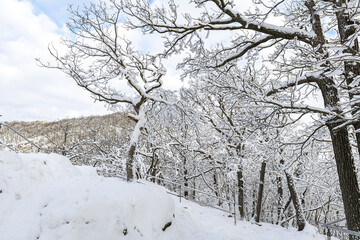 Fototapeta premium Winter