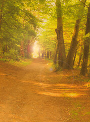 Fototapeta premium autumn forest in the morning