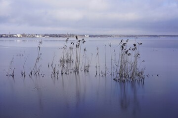 Panoramalandschaft des Müggelsees in Berlin im Winter mit Eis und Schilf