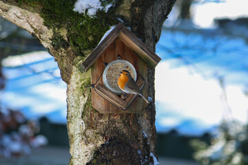 a robin foraging in the garden