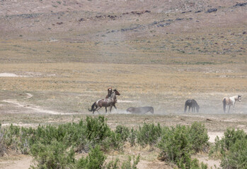 Wild Horse Stallions in the Utah Desert Fighting in Spring