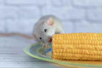 Fototapeta na wymiar Decorative grey cute rat eating yellow ripe corn on the cob. Rat close up. Delicious and healthy food